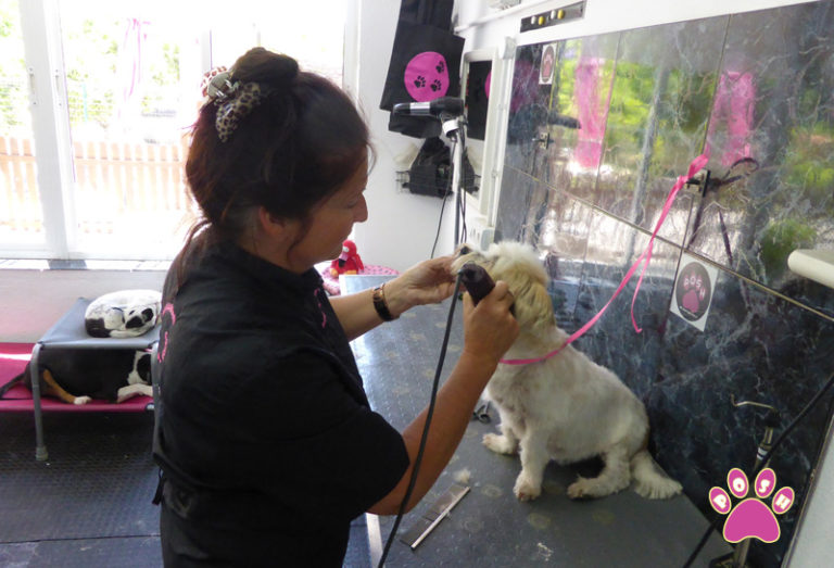 Dog and Cat Grooming | Posh Pets Spain