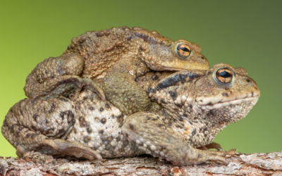 The Poisonous toad in your garden, here in Andalucia