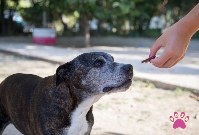 Posh Pets Spain » Pet grooming, boarding and pet travel solution all in one place