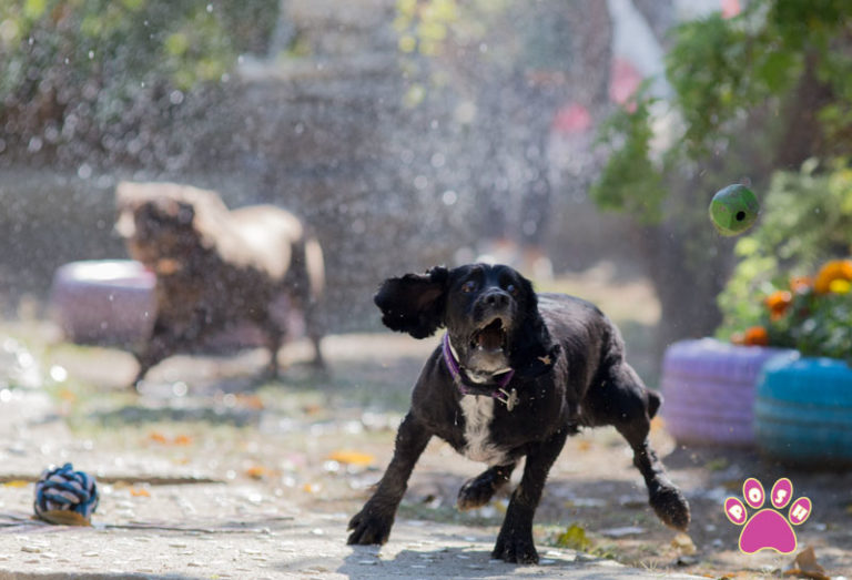 Posh Pets Spain » Pet grooming, boarding and pet travel solution all in one place